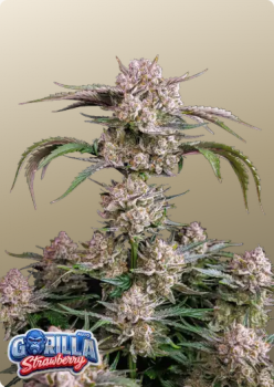 Samen 3+1 Strawberry Gorilla Automatik Fast Buds